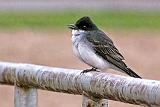 Kingbird On A Railing_DSCF19938